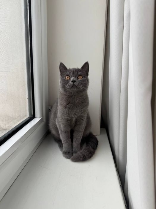 Пристраиваю кошек в добрые руки