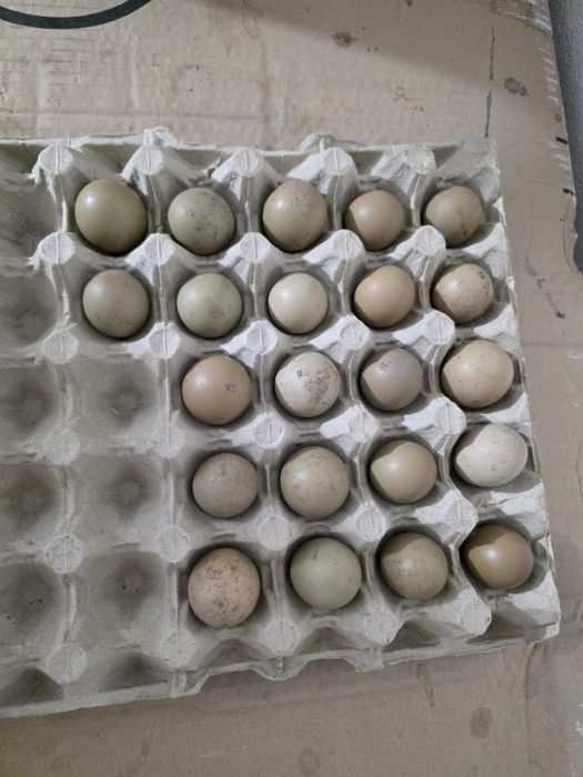 Fazani comuni și ouă de vânzare