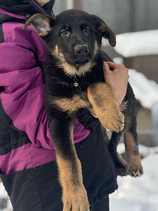 Щенки немецкой овчарки