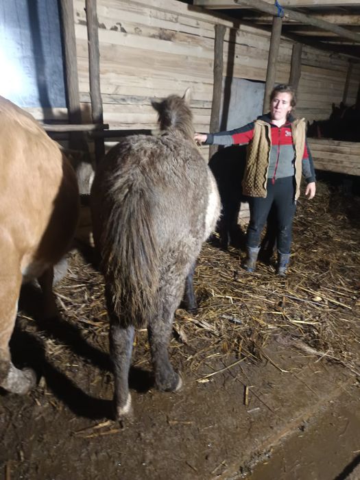 Vând mânză semigreu romanesc de 7 luni