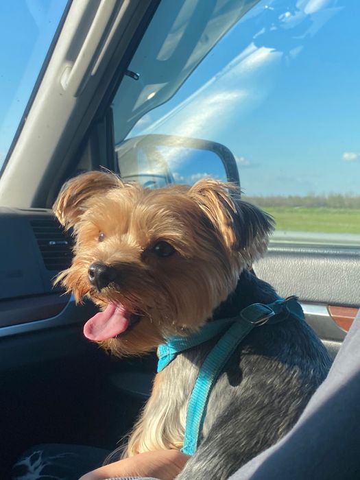 Вязка Йоркширский терьер