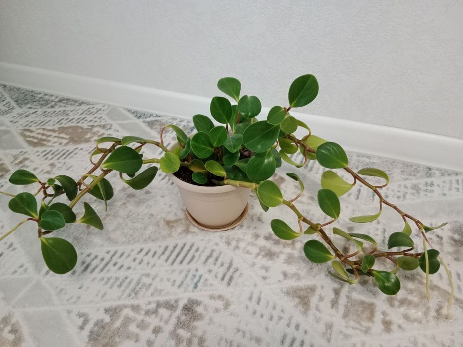 Продам цветы комнатные