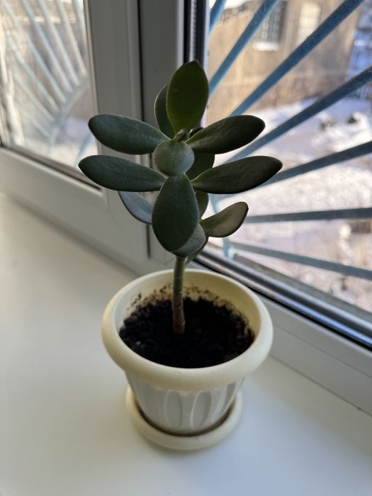 Комнатные цветы дешево