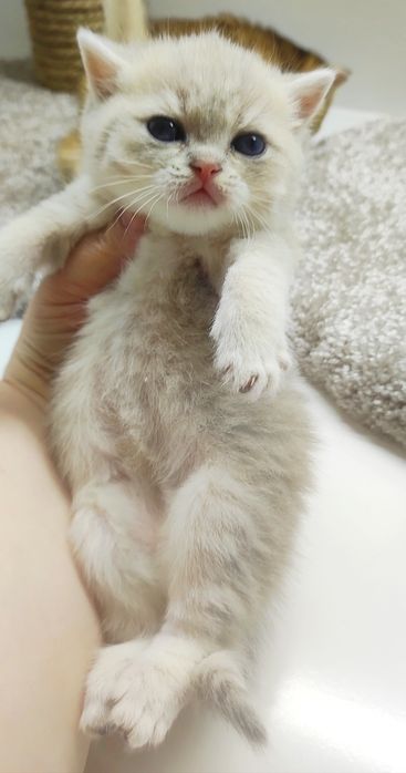 Котики и кошечки британские