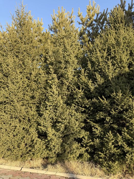 Продам живую ель