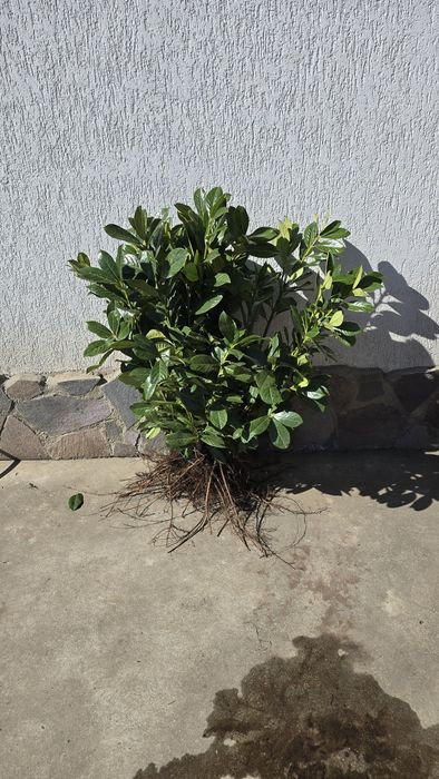 Laur Englezesc Novita - 80-100cm,  Ramificat