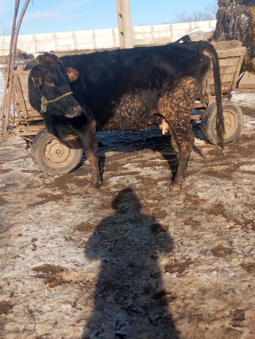 Vând sau schimb vacă