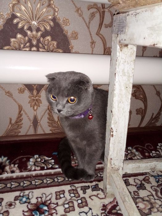 Britan mushuk sotiladi (nasli toza 100%)