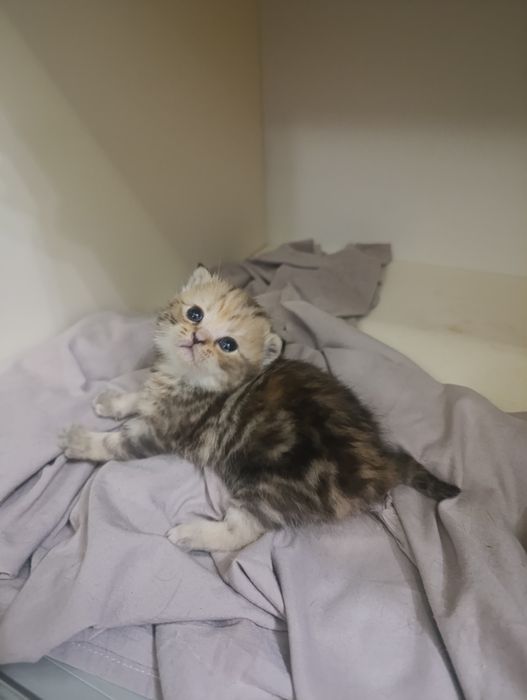 продаются  чистокровные шатладские котята