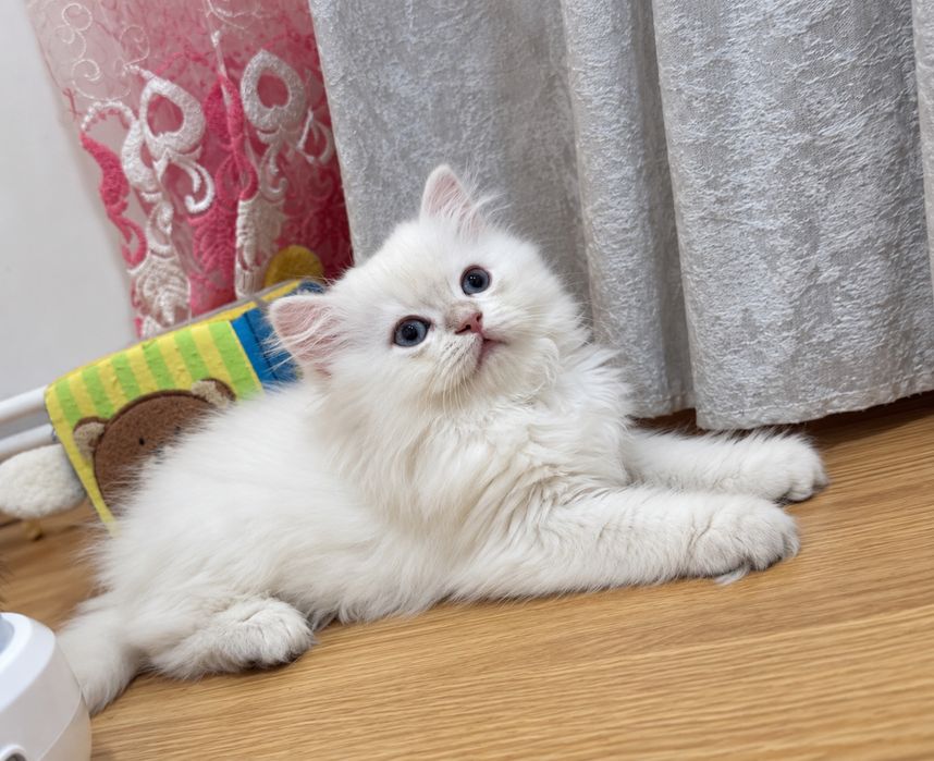 Fetita Bristih Longhair cu pedigree