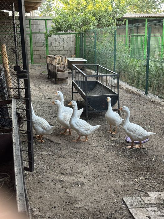 Қаздын жұмыртқасы. Гусиные яица.