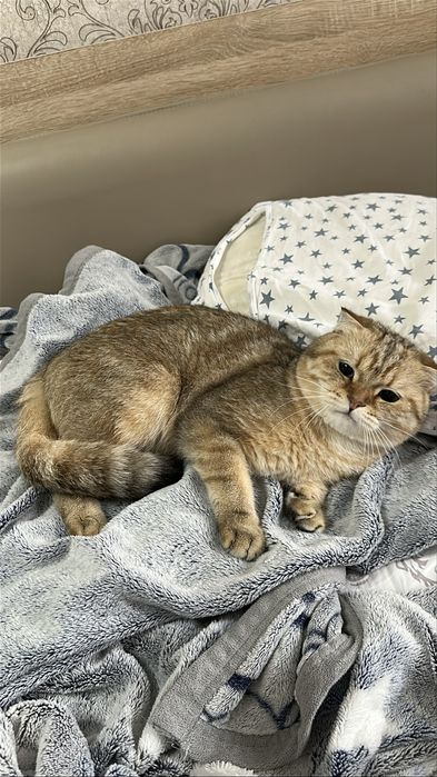 Вязка нашему Симону