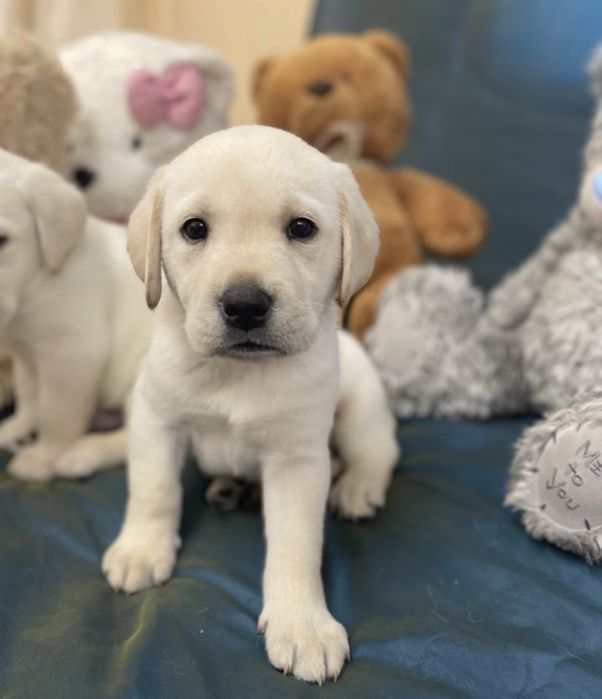Продажа щенки лабрадора ретривера