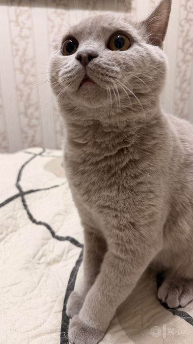 вязка с котом британцем лилово-серого цвета