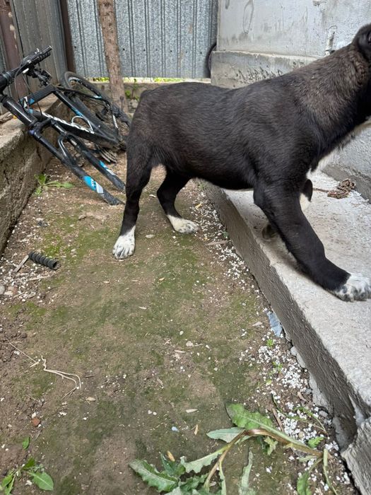 Продам  девочку алабай