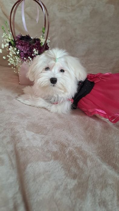 Кукляшки щенки мальтеза