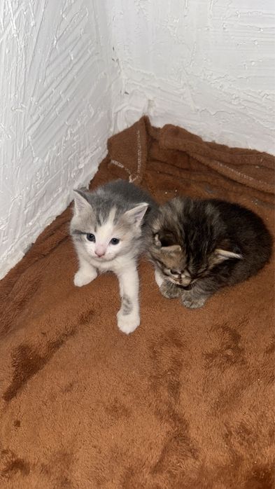 Отдам котенка в хорошие руки