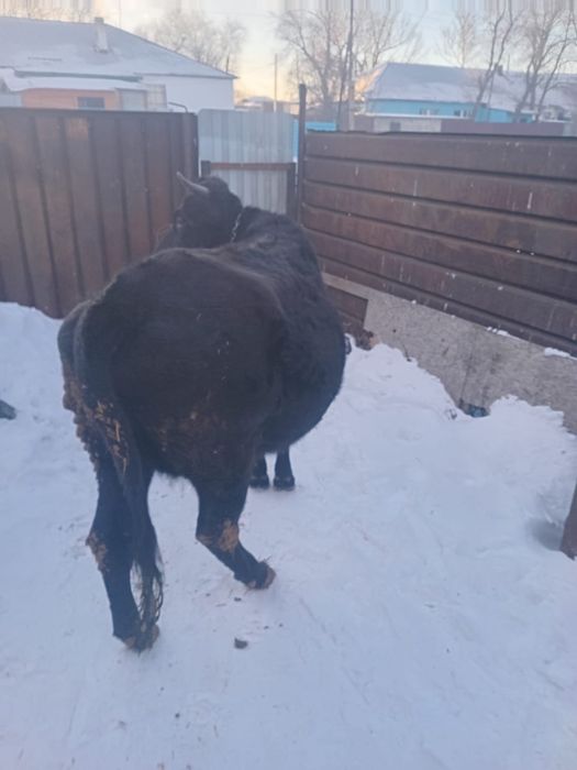 Продам корову стельную