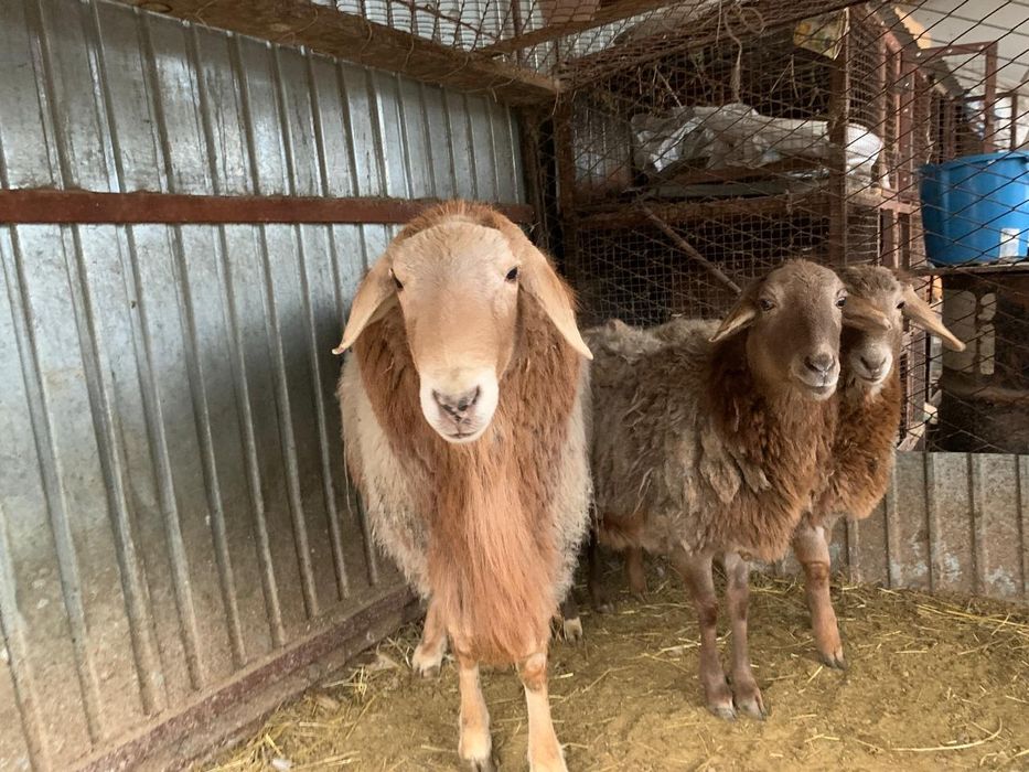 Продам барана аршан