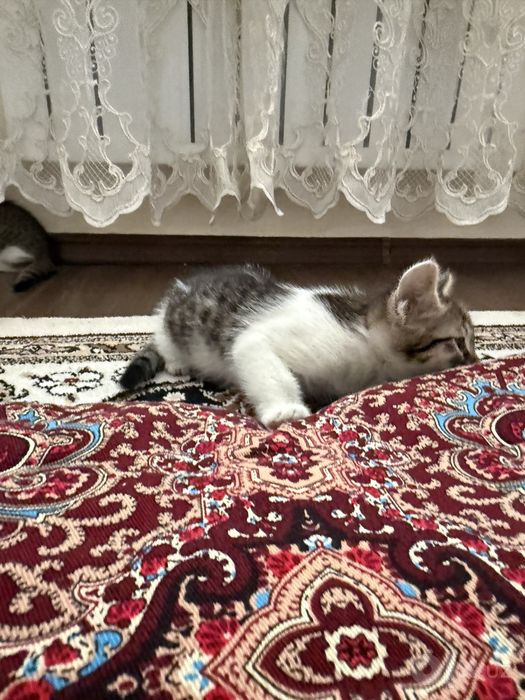 Отдам в хорошие руки котят 1,5 месяца мальчи и девочка
