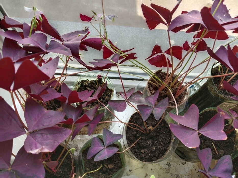 Продам цветок Кислица