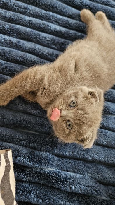 Scottish fold девушка