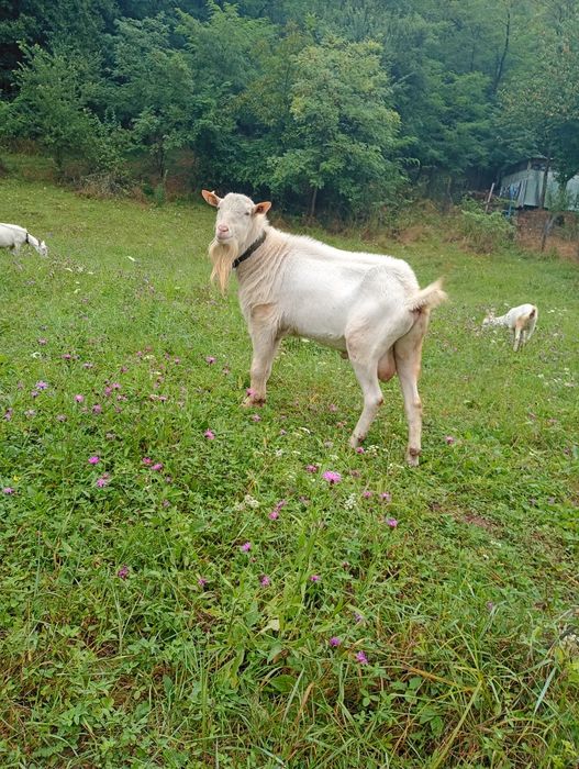 Vând țap rasa sanen din părinți cu pedigri
