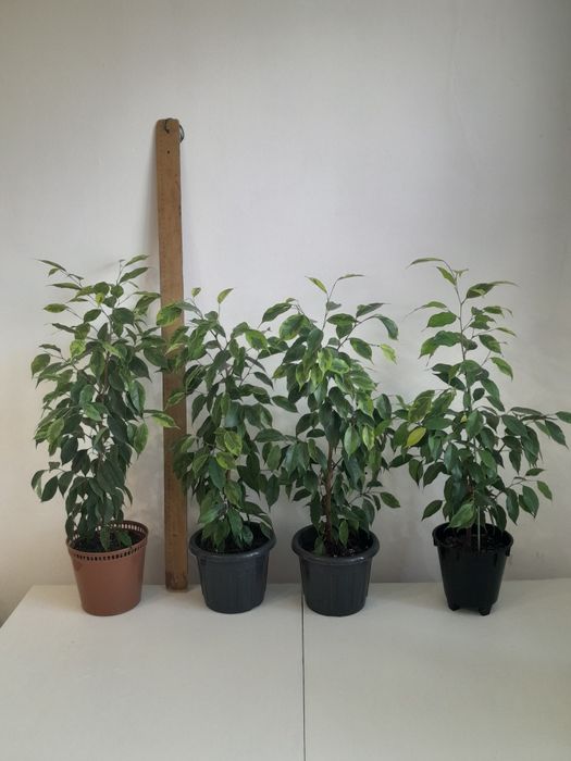 Фикусы Бенджамина,  4000