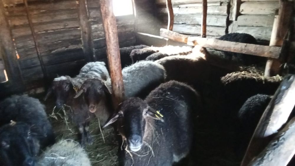 Қойлар сатылады.