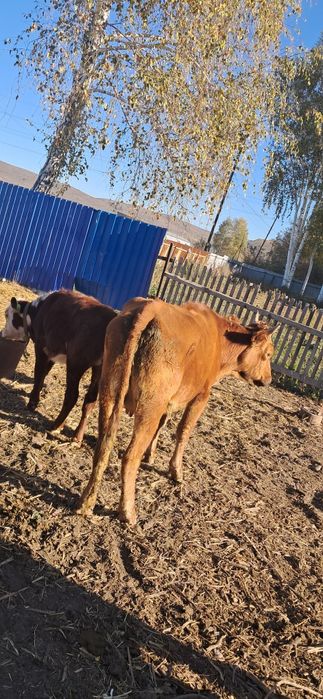 Продам корову с теленком