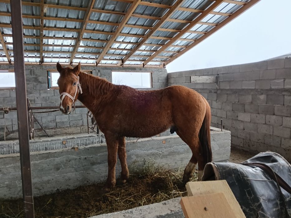 Дөнен сатылады мінгі