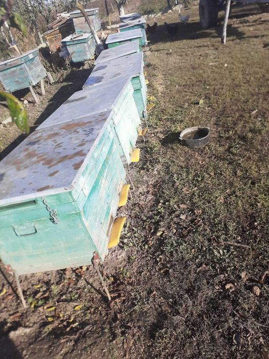 30 de lazi cu colectoare de polen