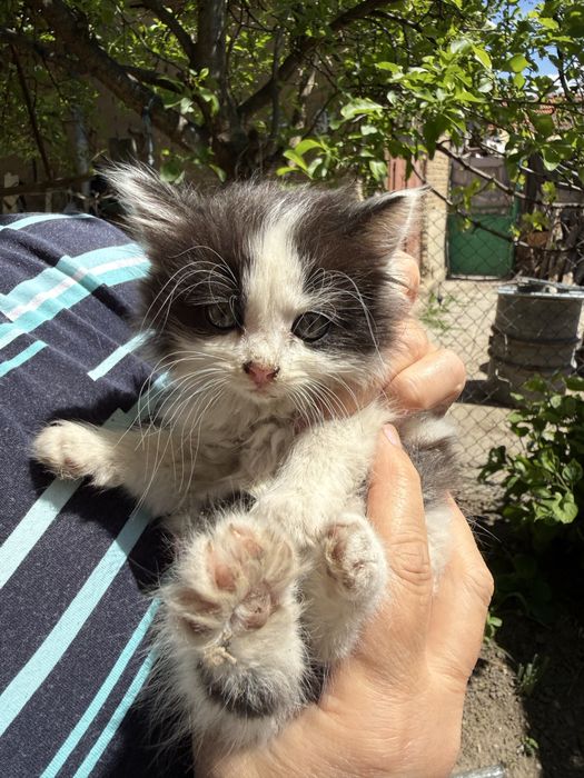 5 котенца търсят нов дом