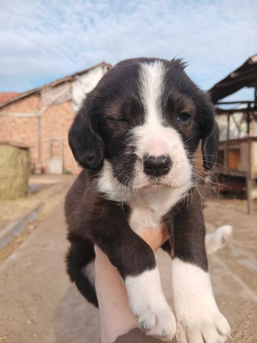 Подарявам кученца