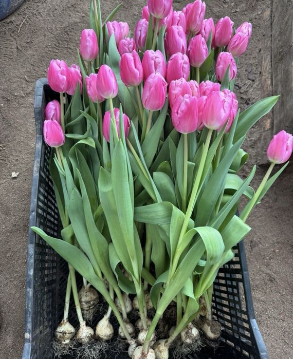 Тюльпаны тюльпаны