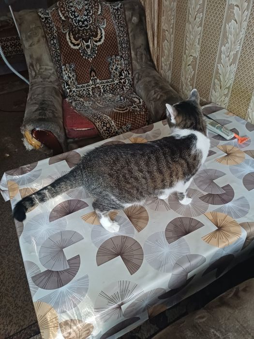 Отдам кота в добрые руки
