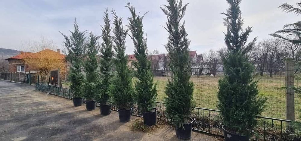 Chiparos leylandii la ghiveci sau la balot