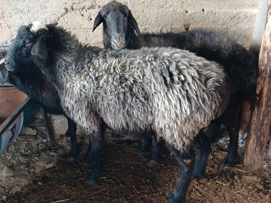 Семіз Саулыктар бар