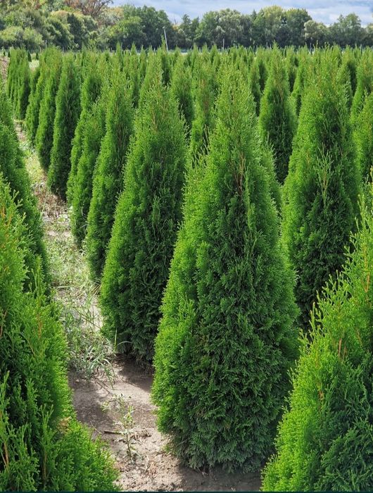 Vând plante ornamentale