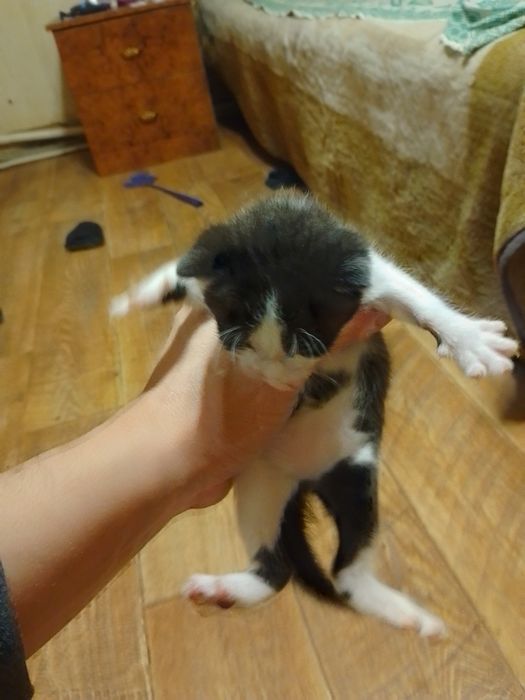 Отдам Даром Котят