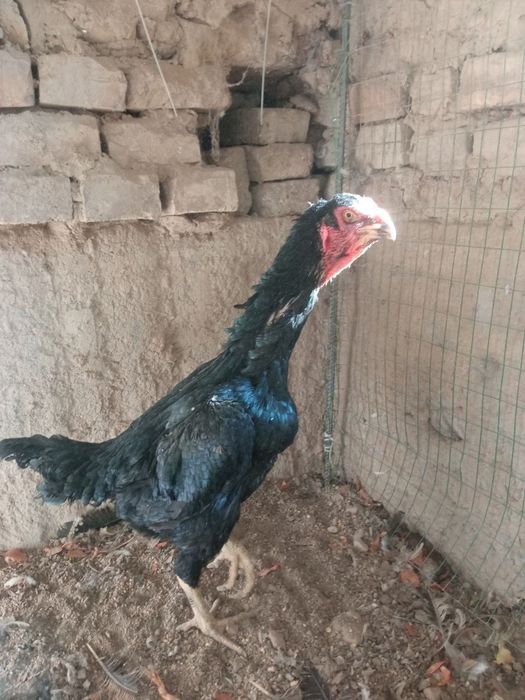 Dakan tovulla tulle joja 11 oyli