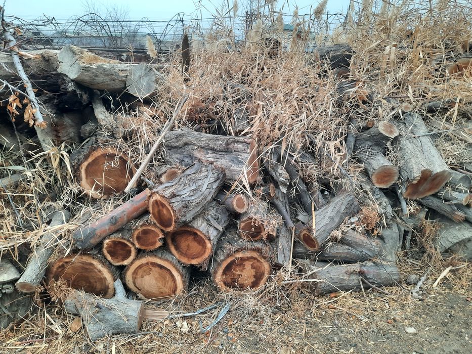 Пешку туманда кесилган урик гулалари ва залдори дарахтлари сотилади