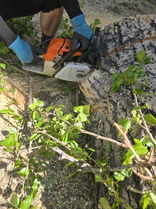 Спил дерева Спил деревьев