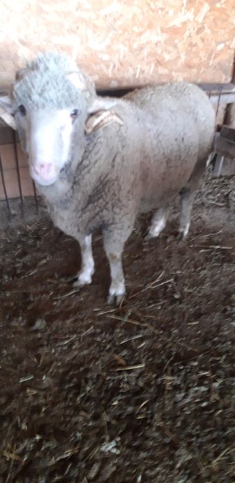 vand berbec de carne!