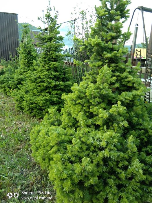 Продадим ухоженную дачу