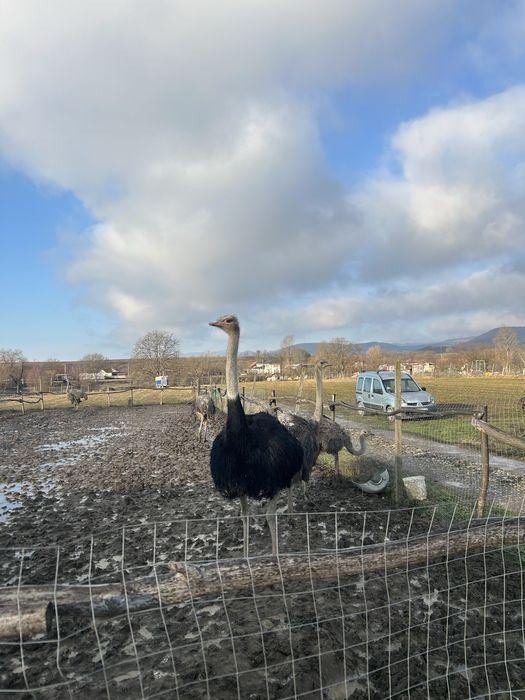 Vand doua familii de struți!