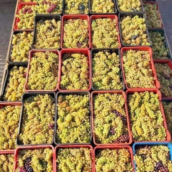 Struguri De vin Din Podgoriile Vrancene 2025