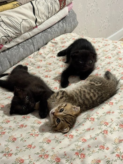 Продам котят шотландцы
