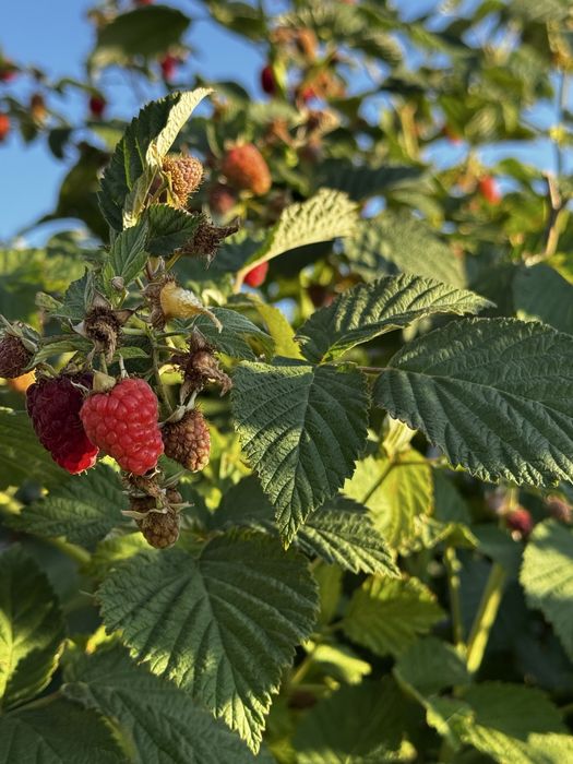 Саженцы крупной малины