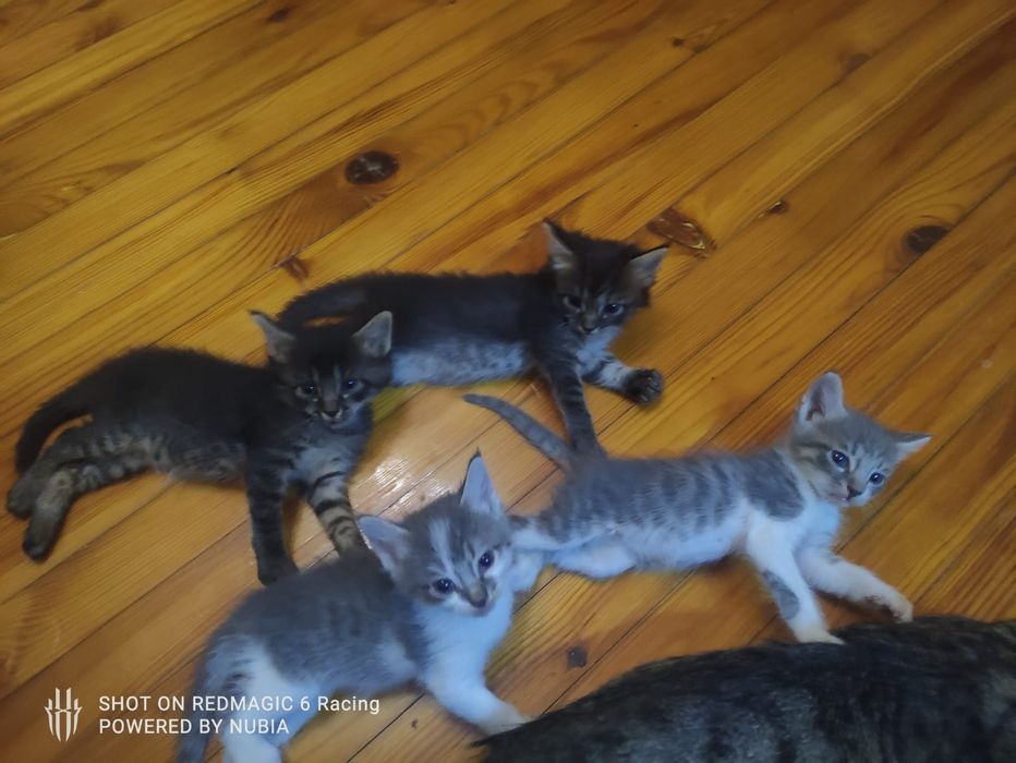 отдадим котят в добрые руки